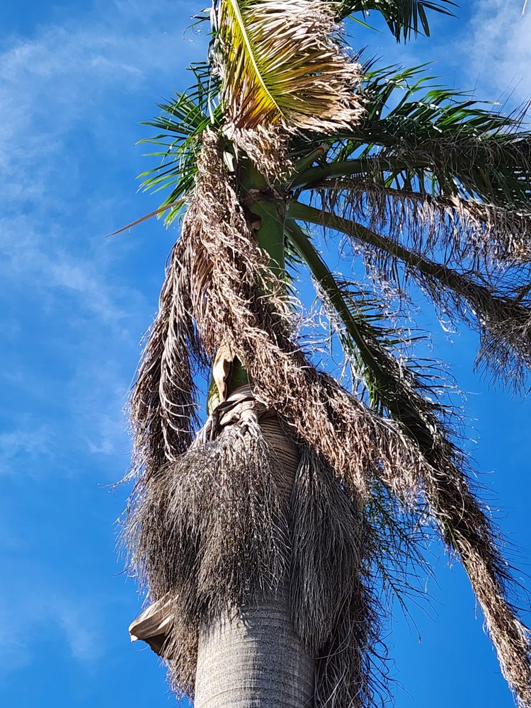 Slide of CHDO by Sunrise City