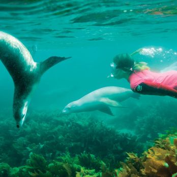 Nullarbor Traveller - Swimming with sea lions –– the best thing to do in South Australia! - Bus Tours Near Me - Adelaide, SA