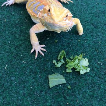 While You're Away - Baby Mona! - House Sitters Near Me - Phoenix, Arizona While You're Away - Baby Mona! - House Sitters Near Me - Phoenix, Arizona