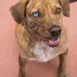 Natural Pet Pantry - Kirkland - Raw fed pup, 8 month into switching to raw this guy stopped having stinky smell! :)