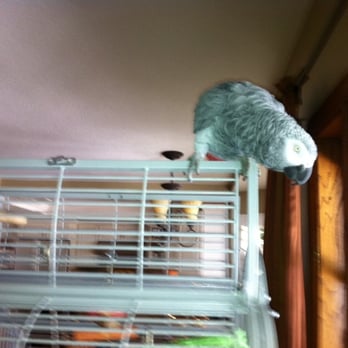Julie's Pet Sitting - Pet Sitting Near Me Julie's Pet Sitting - Pet Sitting Near Me