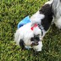 Photo of Clinton Bark Park