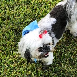 Clinton Bark Park - day one
