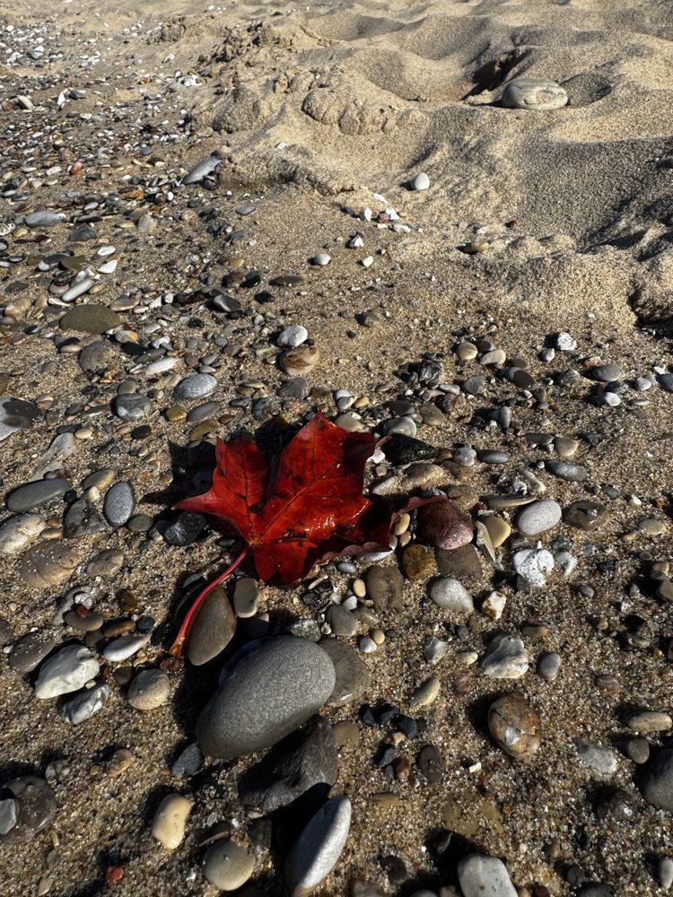 Magoon Creek Natural Area Logo