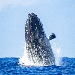 Hawaii Dolphin