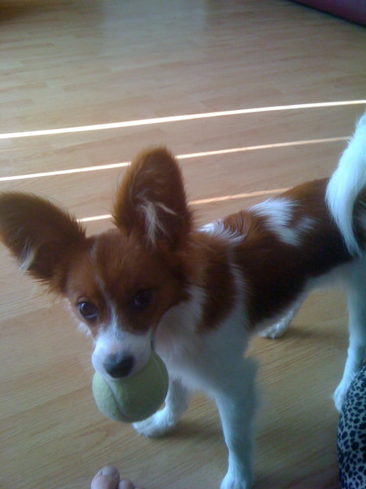 CANINE COUNTRY CLUB Updated May 2024 717 Pond Rd, Muncy