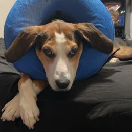 My boy after his anal gland removal surgery My boy after his anal gland removal surgery