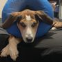 Photo of York Veterinary Hospital