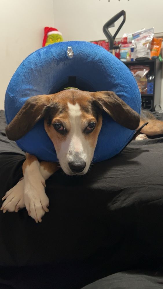 York Veterinary Hospital - pet boarding facility in Yorktown, VA