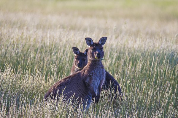 Exceptional Kangaroo Island by null