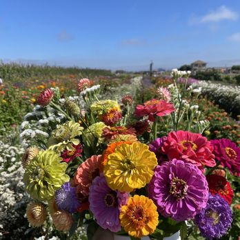 The Farm - U pick flowers - Fruits & Veggies Near Me - Salinas, California