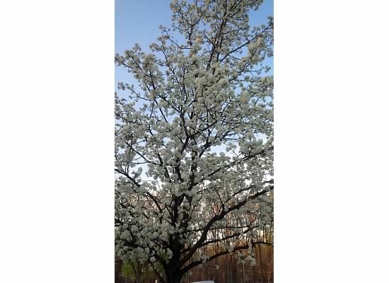 Shirley Povich Field