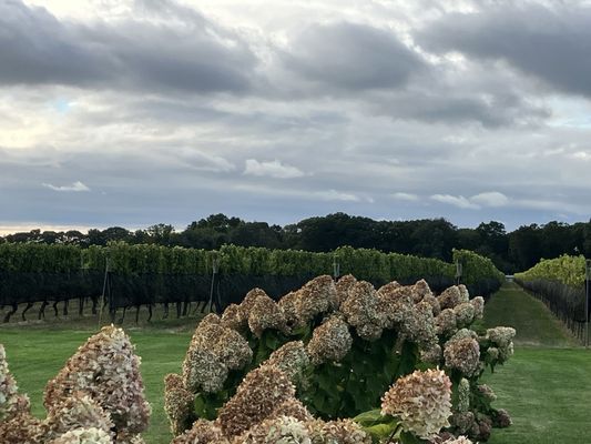 Ev&Em Vineyards by null