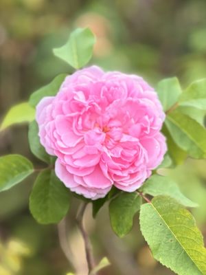 University of California Botanical Garden by null