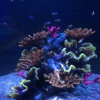 Acuario del Bajío - Clown fish! - Aquariums Near Me - León, GUA