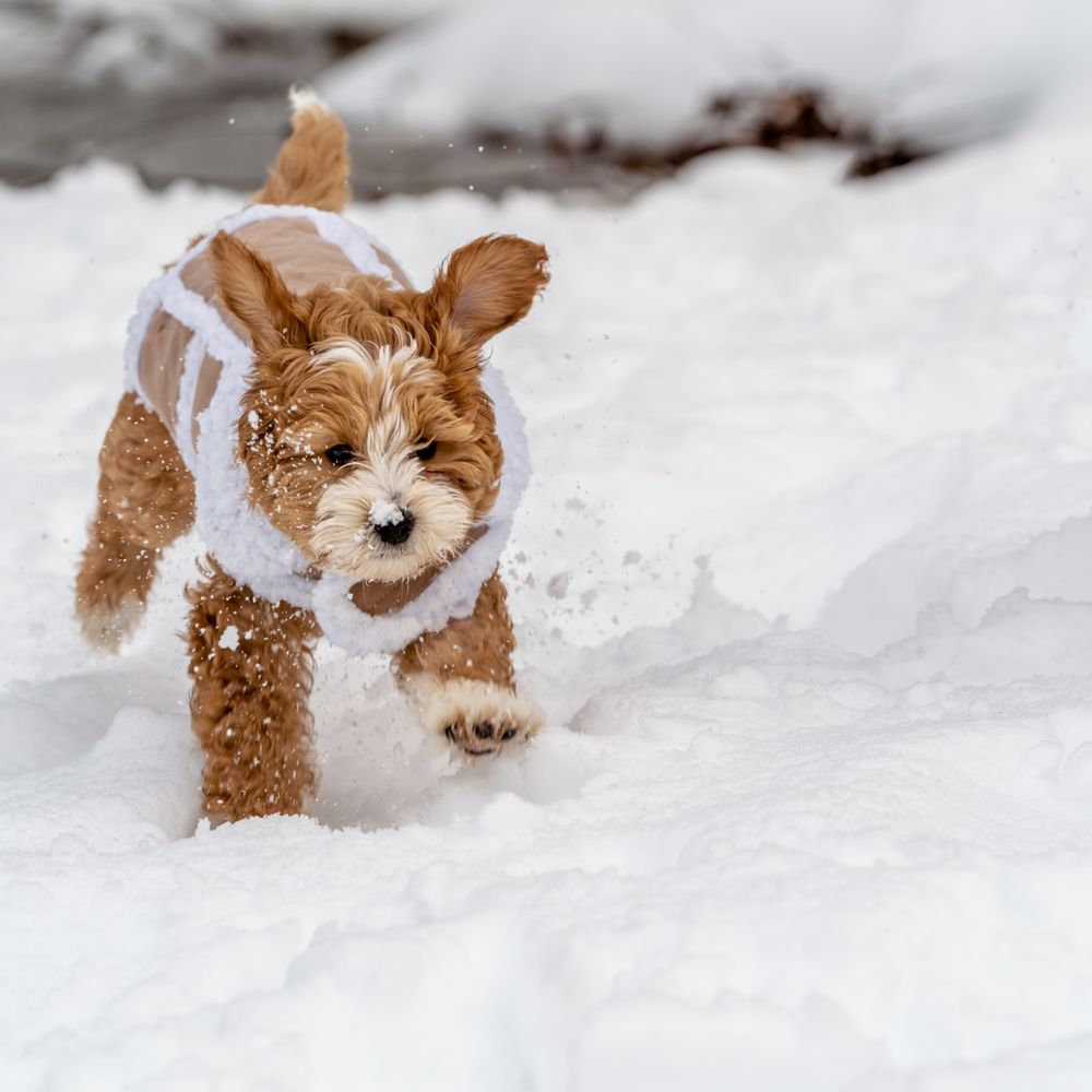 Natural Goldendoodle - Pet Breeders Near Me Natural Goldendoodle - Pet Breeders Near Me