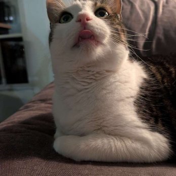 PurrSit Cat Sitting - Pet Sitting Near Me - Virginia Beach, Virginia PurrSit Cat Sitting - Pet Sitting Near Me - Virginia Beach, Virginia