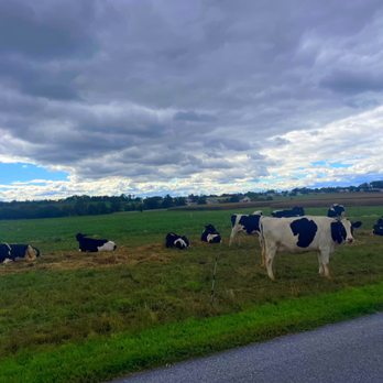 Aaron & Jessica's Buggy Rides - Moo moos - Tours Near Me - Bird in Hand, Pennsylvania Aaron & Jessica's Buggy Rides - Moo moos - Tours Near Me - Bird in Hand, Pennsylvania