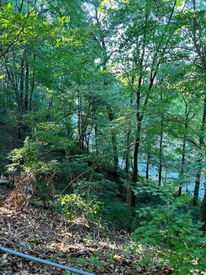 Bell Witch Cave by null