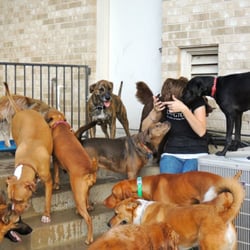 Austin Dogtown Boarding Daycare Giftly Beautiful Gift Card