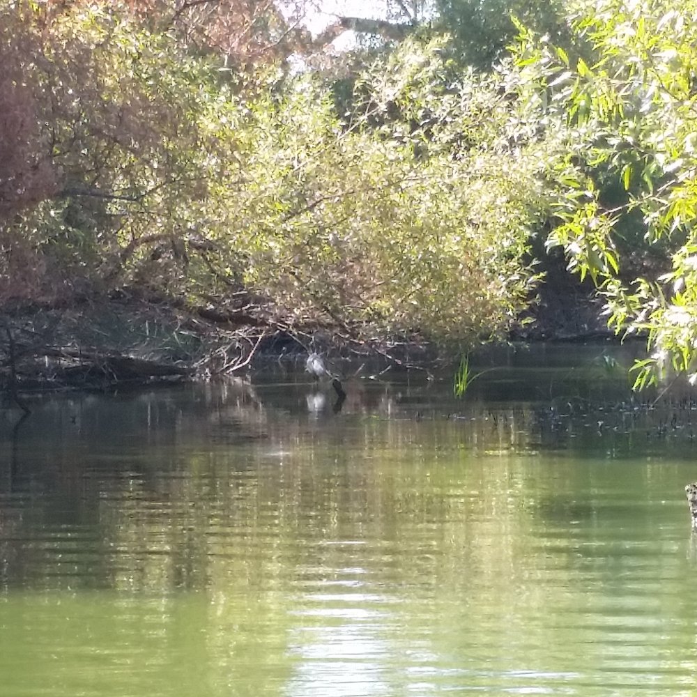 Clear Lake Campground - Visit Shady Acres Campgrounds @ Clear Lake! Beautiful and fun! - Boating Near Me - Clearlake, California Clear Lake Campground - Visit Shady Acres Campgrounds @ Clear Lake! Beautiful and fun! - Boating Near Me - Clearlake, California