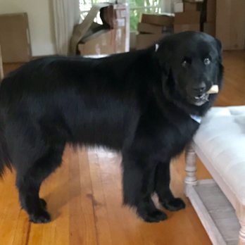 LILO'S Mobile Pet Spa - Pet Groomers Near Me LILO'S Mobile Pet Spa - Pet Groomers Near Me