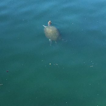 Lake Eola Park - Parks Near Me - Orlando, Florida