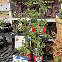 Wilco Farm Store - Canby