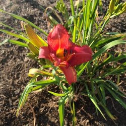 Patriot Lawncare and Landscaping - Flowers