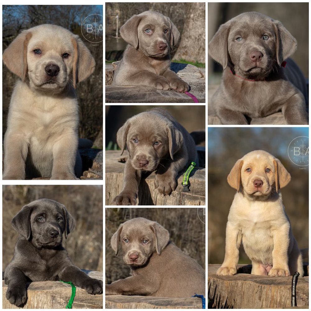 CYPRESS CREEK KENNELS Request Information 2375 Burns Rd, Anna