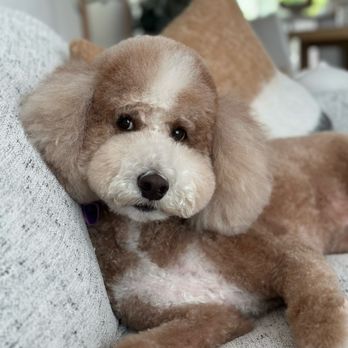 Mimo - University Heights - My bubz - Pet Groomers Near Me - San Diego, California Mimo - University Heights - My bubz - Pet Groomers Near Me - San Diego, California