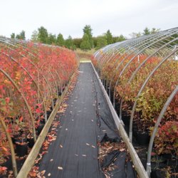 Long Island Natives - Oak greenhouses
