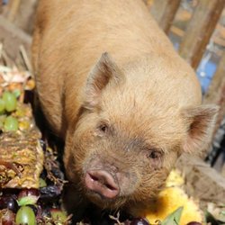 Windy Hill Farm - Kune Kune Pigs