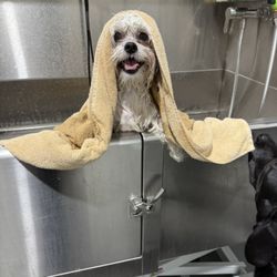 Regal Paws - Our guest Bebop got his spa day before his pickup after a fun vacation with us!