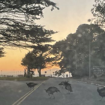Berkeley Marina - wild turkeys - Marinas Near Me - Berkeley, California