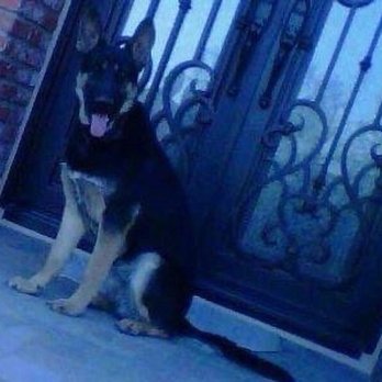 German Shepherd Breeder - Rocky - Pet Breeders Near Me German Shepherd Breeder - Rocky - Pet Breeders Near Me