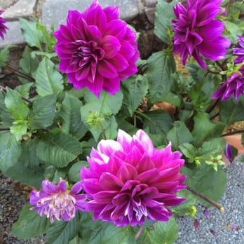 Rombauer Vineyards - Dahlias - Wineries Near Me - St. Helena, California Rombauer Vineyards - Dahlias - Wineries Near Me - St. Helena, California