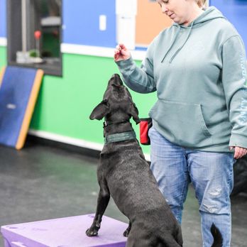 Kathy Santo Dog Training - Dog Walkers Near Me - Waldwick, New Jersey