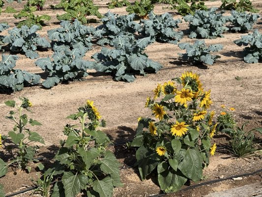 The Farm at South Mountain by null