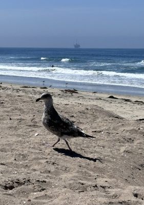 Bolsa Chica State Beach by null
