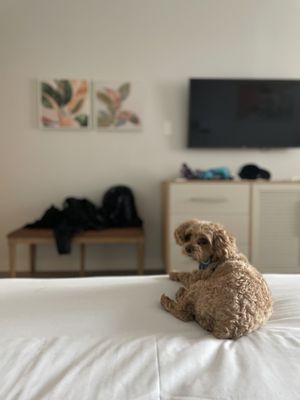 Showboat Resort Atlantic City by null