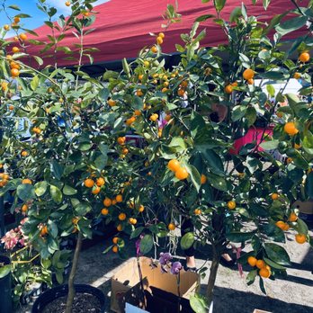 Central Florida Fairgrounds - Kumquat tree for sale at Vietnamese Lunar New Year Festival - Farmers Market Near Me - Orlando, Florida