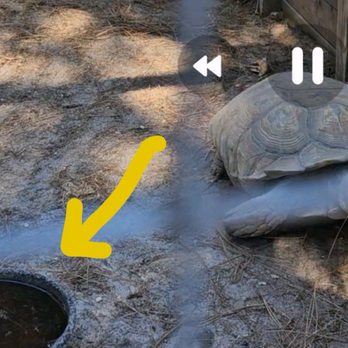 Dunrovin Country Store - a picture of a turtle in the mud - Candy Stores Near Me - Vass, North Carolina