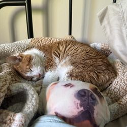 Northwest Animal Hospital - Sleepy kitty