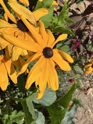 Well Rooted Farms by null