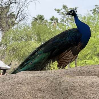 Reid Park Zoo - Zoos Near Me - Tucson, Arizona