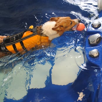 Riverside Veterinary Hospital - Even at 11 years old, Stitch still loves going swimming! And its a great way to help keep him healthy! - Veterinarians Near Me - Goode, Virginia Riverside Veterinary Hospital - Even at 11 years old, Stitch still loves going swimming! And its a great way to help keep him healthy! - Veterinarians Near Me - Goode, Virginia