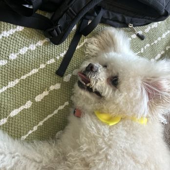 Pawradise Mobile Grooming - Pet Groomers Near Me