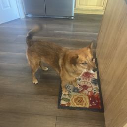 Small short hair dog grooming Small short hair dog grooming