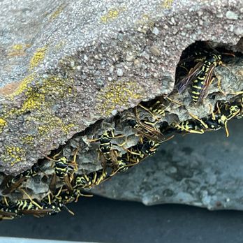 King Pest Management - Hives under the roof tiles - Pest Control Near Me